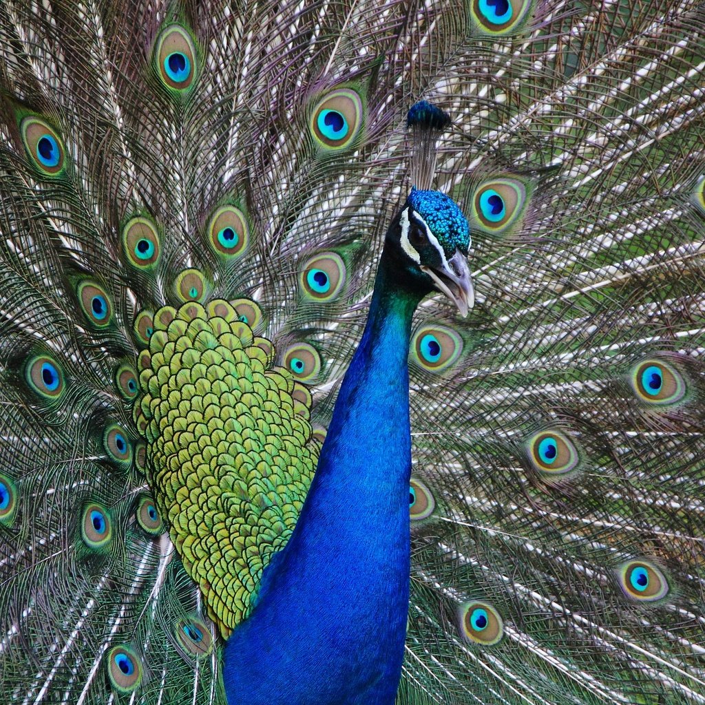 Обои птица, клюв, павлин, хвост, оперение, bird, beak, peacock, tail разрешение 1920x1280 Загрузить