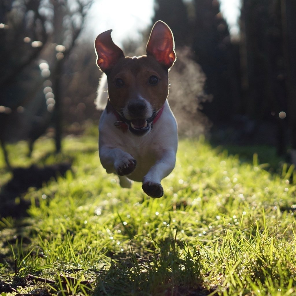 Обои трава, взгляд, собака, прыжок, бег, джек-рассел-терьер, grass, look, dog, jump, running, jack russell terrier разрешение 2560x1600 Загрузить