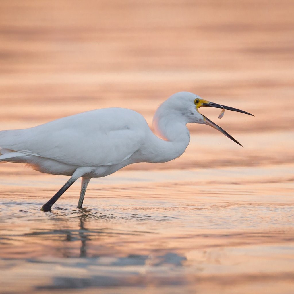 Обои вода, птица, клюв, цапля, белая цапля, water, bird, beak, heron, white egret разрешение 2000x1333 Загрузить