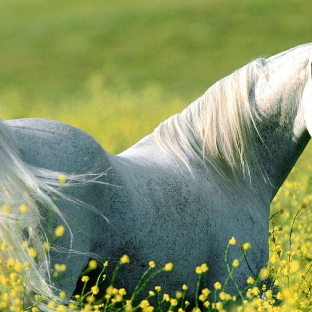 Обои цветы, лошадь, луг, конь, flowers, horse, meadow разрешение 1920x1200 Загрузить