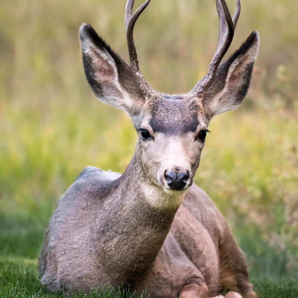 Обои олень, поле, животное, рога, дикая природа, белохвостый олень, кабарга, deer, field, animal, horns, wildlife, white-tailed deer, musk deer разрешение 2200x3300 Загрузить