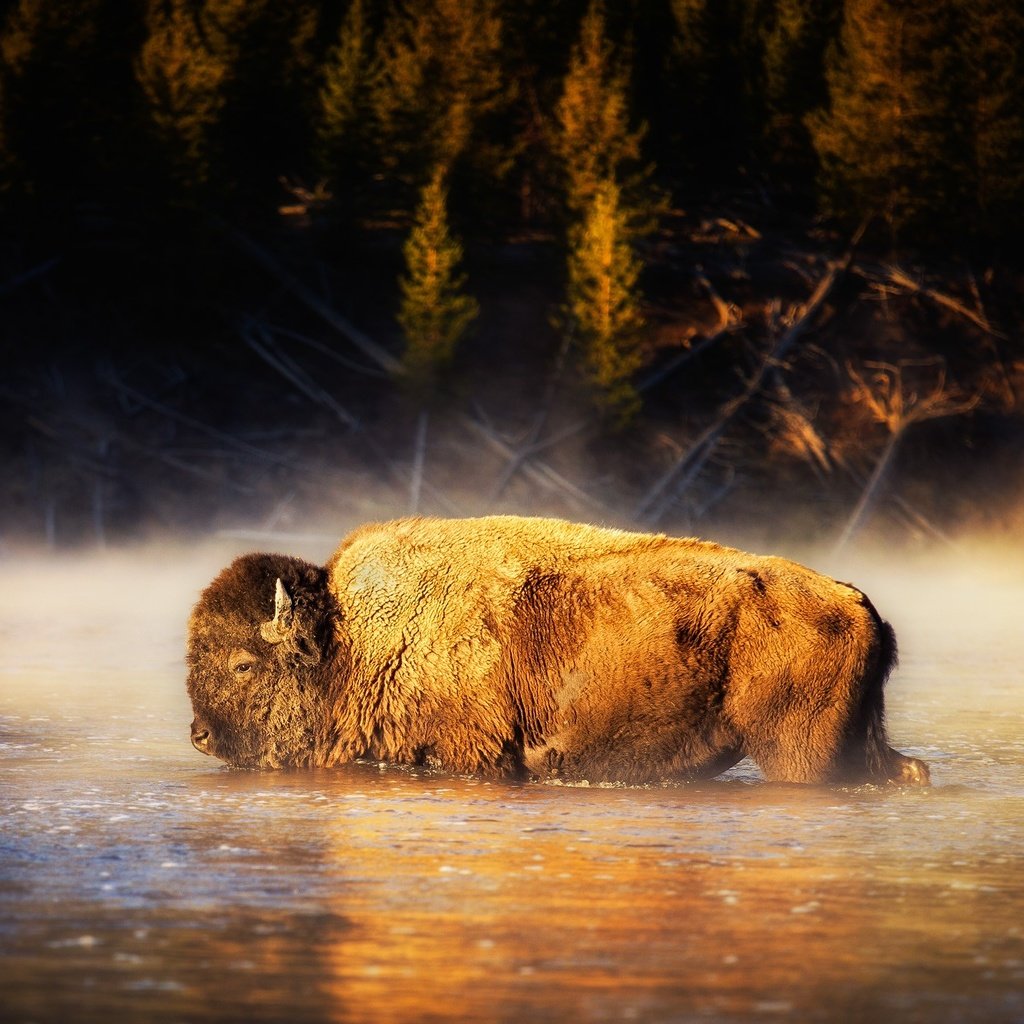 Обои вода, природа, бизон, американский бизон, water, nature, buffalo, american bison разрешение 2000x1334 Загрузить