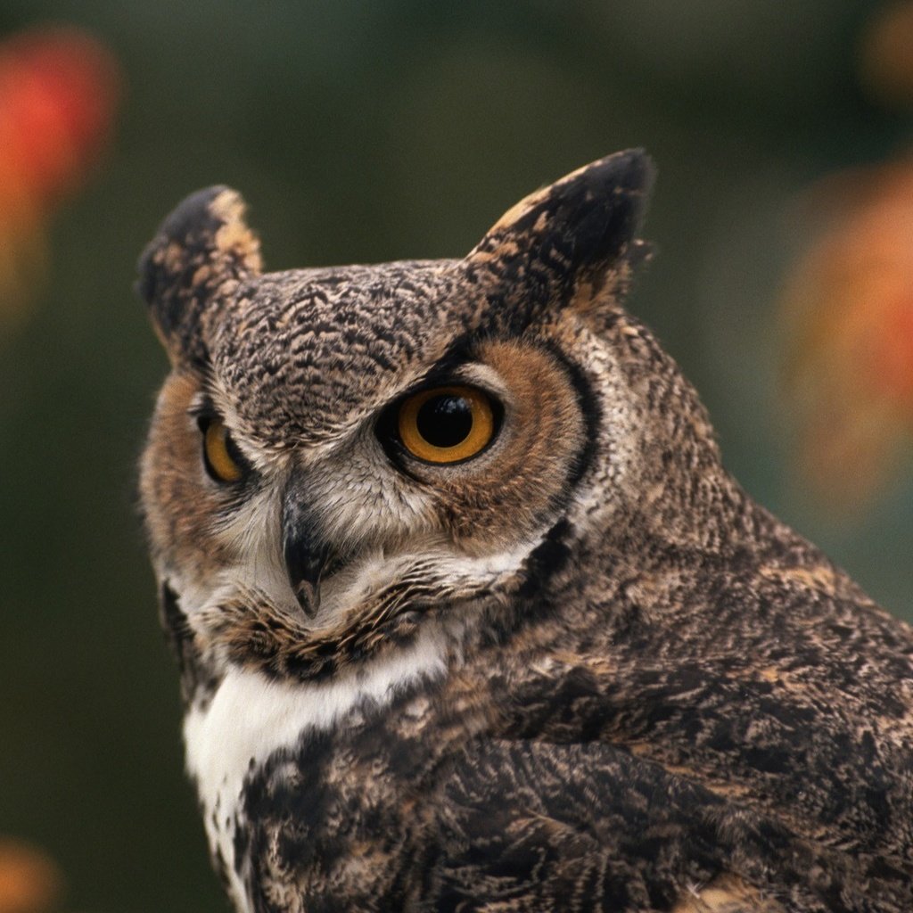 Обои сова, лес, птица, большая рогатая сова, owl, forest, bird, great horned owl разрешение 1920x1200 Загрузить