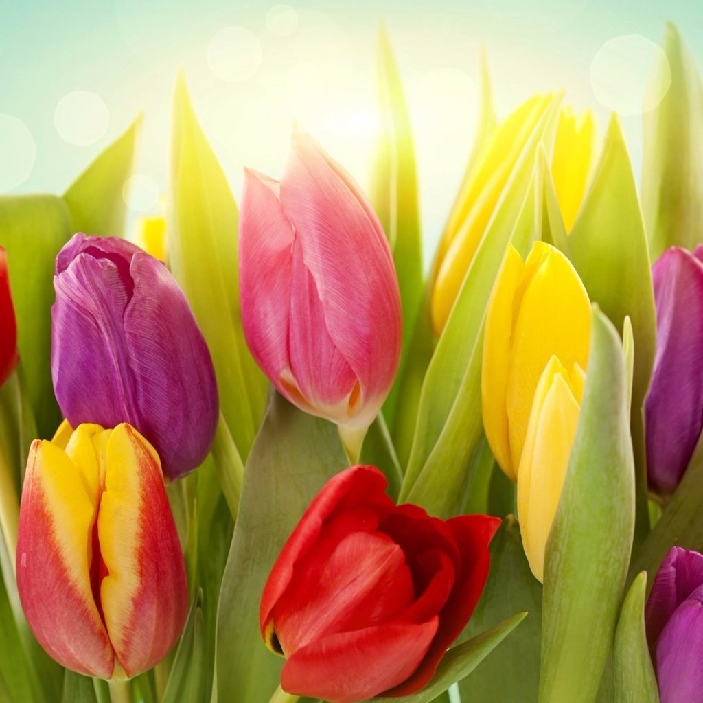 Обои цветы, бутоны, красные, тюльпаны, розовые, яркие, желтые, flowers, buds, red, tulips, pink, bright, yellow разрешение 1920x1200 Загрузить