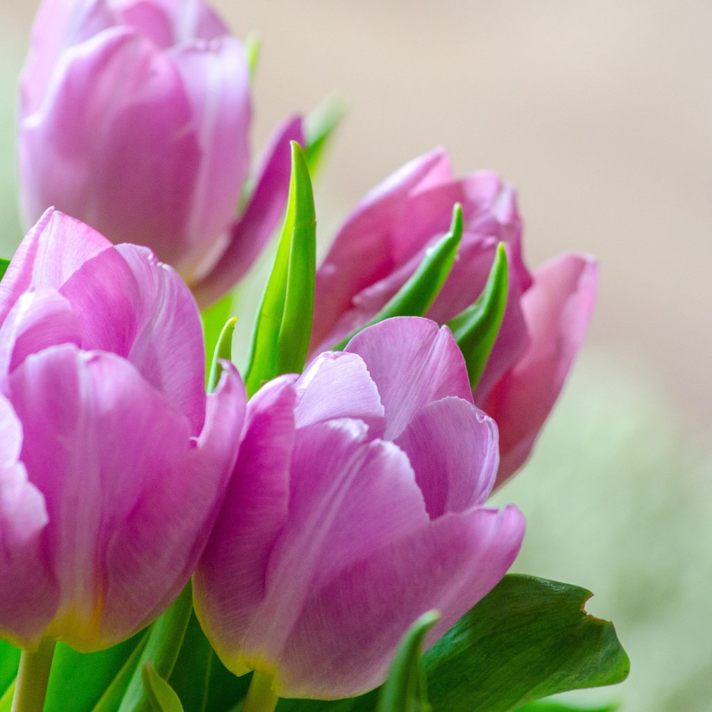 Обои цветы, бутоны, лепестки, весна, тюльпаны, flowers, buds, petals, spring, tulips разрешение 3840x2400 Загрузить