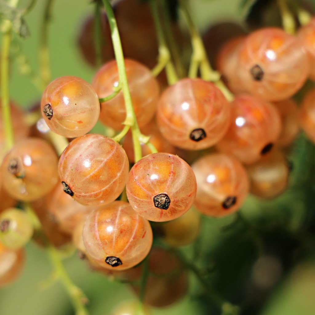 Обои ягоды, смородина, крупным планом, berries, currants, closeup разрешение 2744x1911 Загрузить