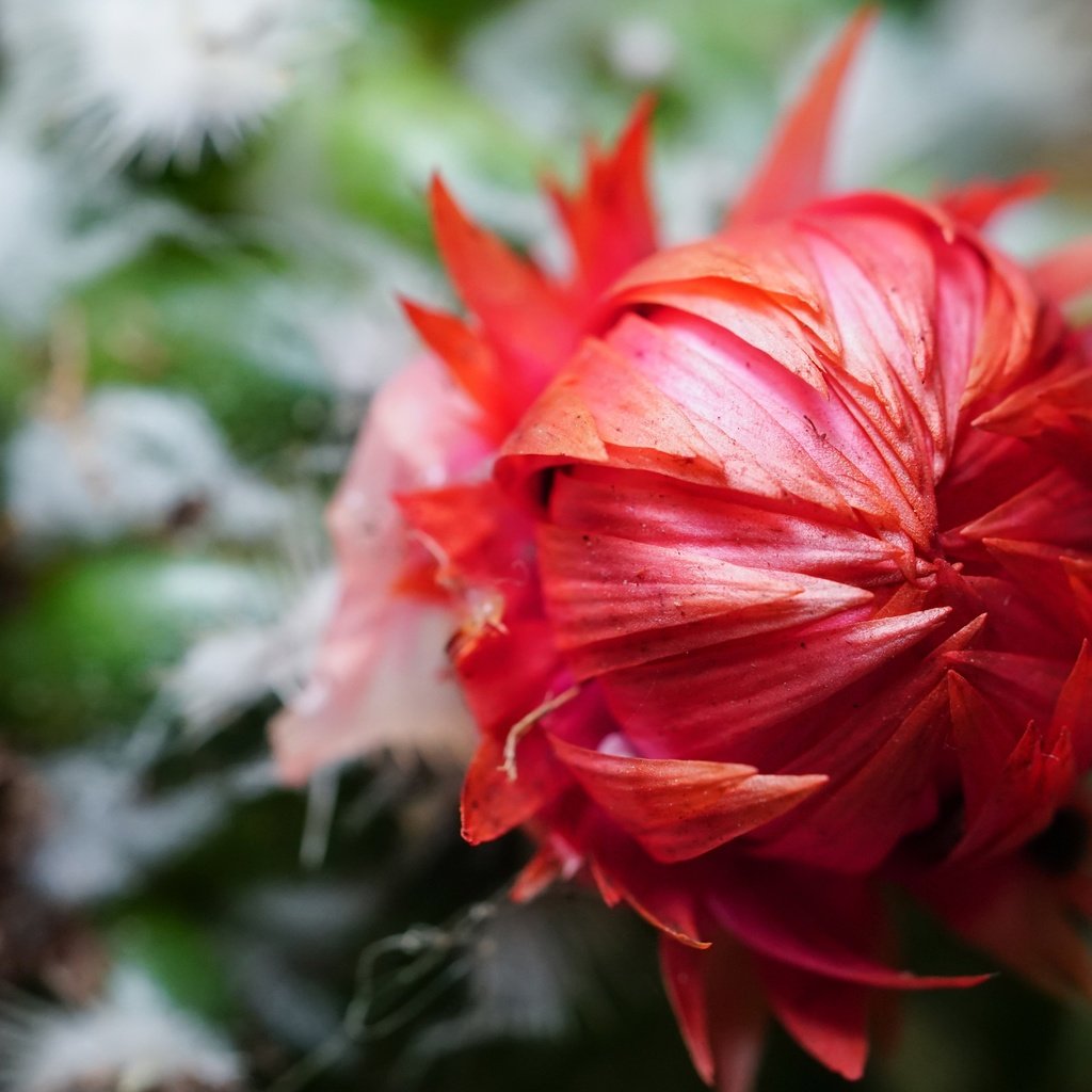 Обои цветок, лепестки, кактус, крупным планом, flower, petals, cactus, closeup разрешение 4000x2667 Загрузить