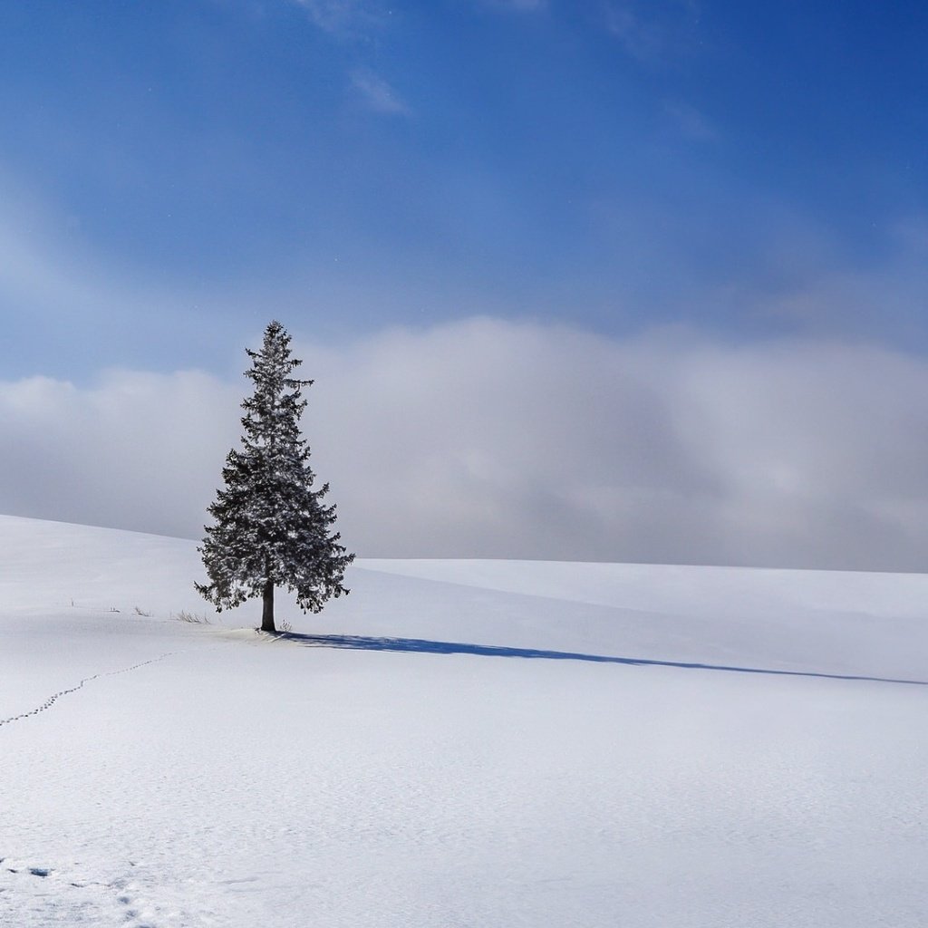 Обои небо, облака, снег, елка, зима, ель, следы, the sky, clouds, snow, tree, winter, spruce, traces разрешение 1920x1080 Загрузить