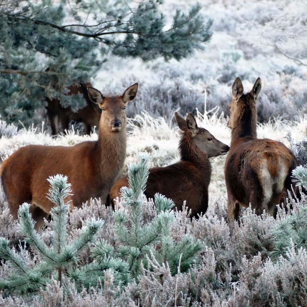 Обои растения, иней, ели, олени, косуля, кабарга, plants, frost, ate, deer, roe, musk deer разрешение 5472x3648 Загрузить