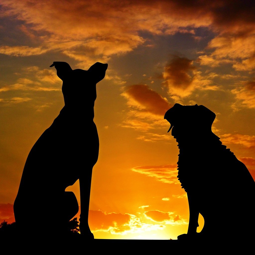 Обои закат, животные, силуэты, дружба, друзья, собаки, sunset, animals, silhouettes, friendship, friends, dogs разрешение 3318x2212 Загрузить