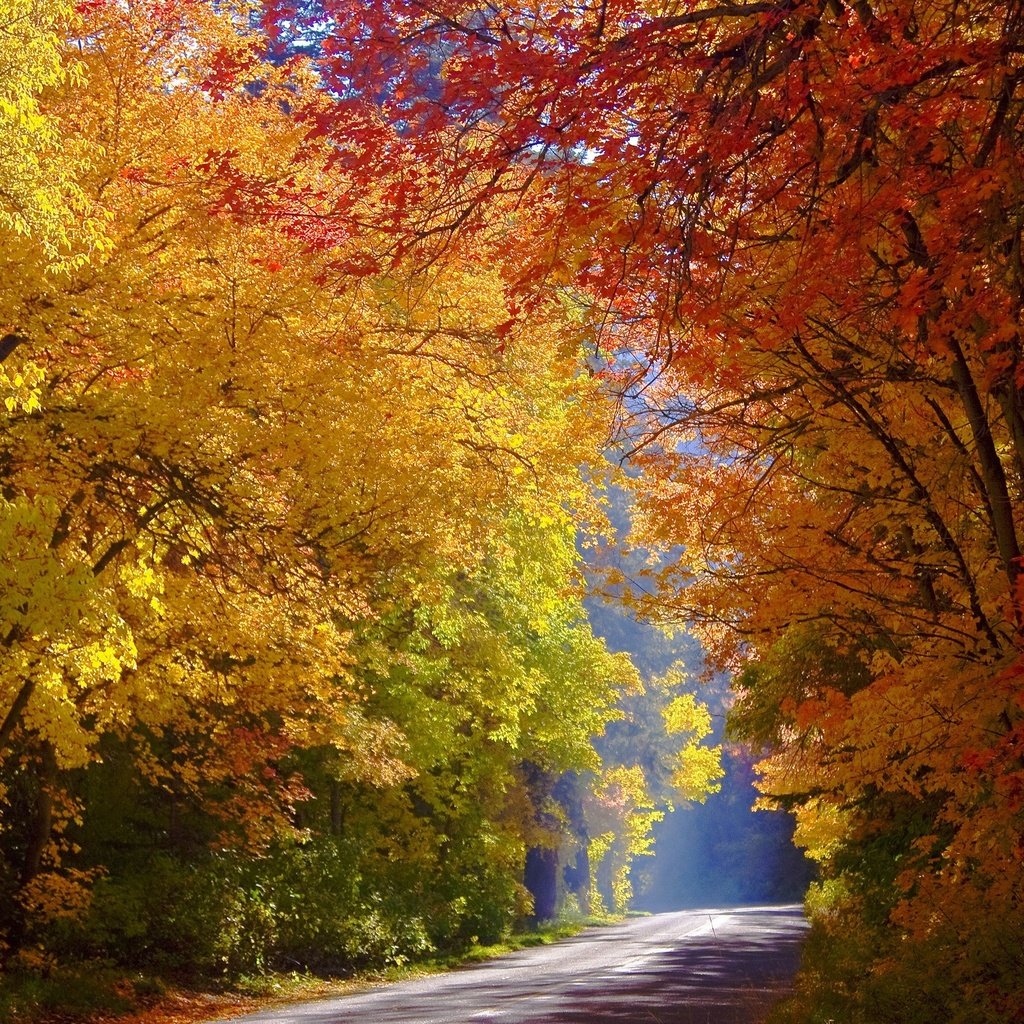 Обои дорога, деревья, лес, осень, солнечный свет, road, trees, forest, autumn, sunlight разрешение 2560x1707 Загрузить