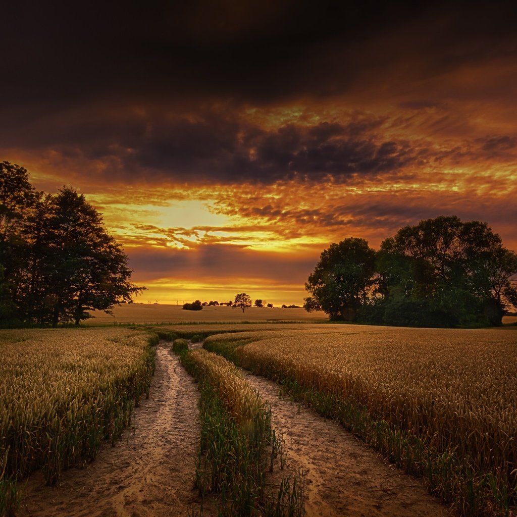 Обои небо, дорога, облака, деревья, природа, закат, поле, горизонт, the sky, road, clouds, trees, nature, sunset, field, horizon разрешение 2048x1364 Загрузить