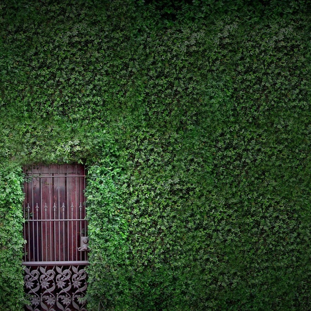 Обои зелень, растения, листья, листва, стена, дверь, плющ, greens, plants, leaves, foliage, wall, the door, ivy разрешение 2560x1600 Загрузить