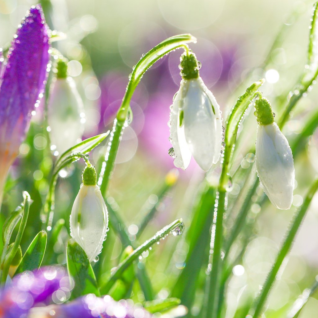 Обои цветы, капли, весна, белые, подснежники, капельки росы, flowers, drops, spring, white, snowdrops, drops of dew разрешение 1920x1200 Загрузить