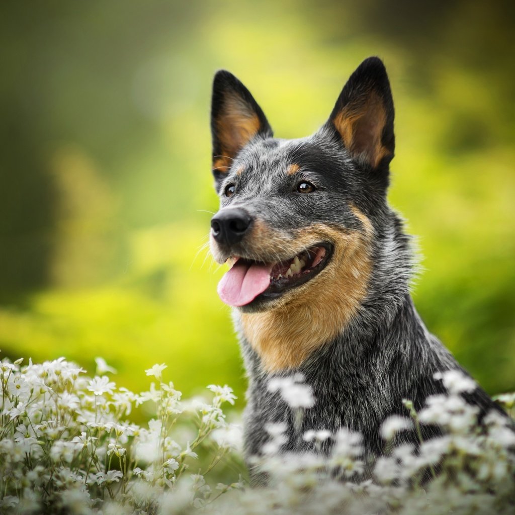 Обои цветы, собака, боке, люси, австралийская пастушья, dackelpuppy, flowers, dog, bokeh, lucy, australian cattle разрешение 2048x1367 Загрузить