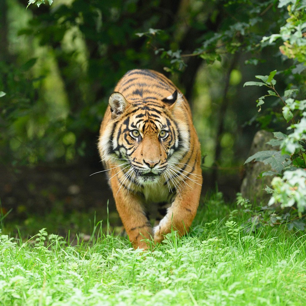 Обои тигр, морда, трава, взгляд, хищник, большая кошка, tiger, face, grass, look, predator, big cat разрешение 1920x1200 Загрузить