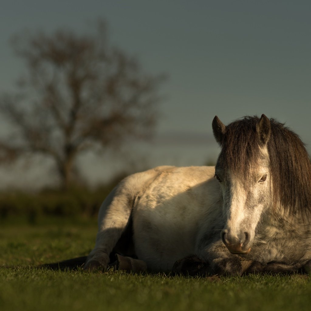 Обои небо, лошадь, трава, природа, лето, луг, пастбище, конь, гнедой, chestnut, the sky, horse, grass, nature, summer, meadow, pasture разрешение 5290x2949 Загрузить