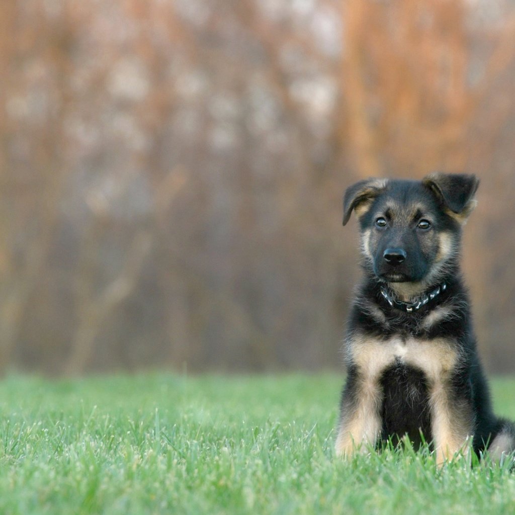 Обои трава, собака, щенок, ошейник, немецкая овчарка, овчарка, grass, dog, puppy, collar, german shepherd, shepherd разрешение 1920x1200 Загрузить