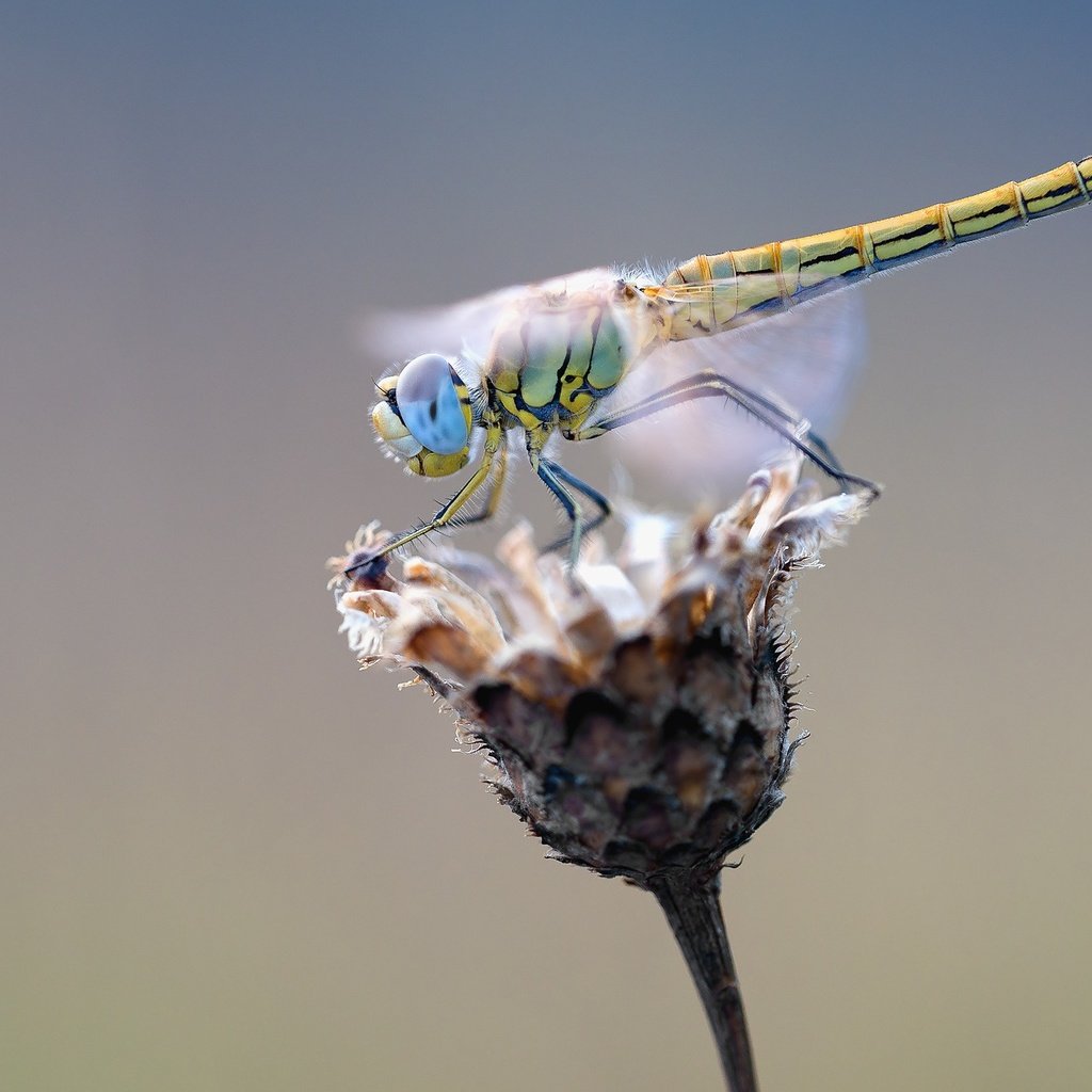 Обои макро, насекомое, цветок, крылья, стрекоза, растение, сухой, macro, insect, flower, wings, dragonfly, plant, dry разрешение 1920x1279 Загрузить