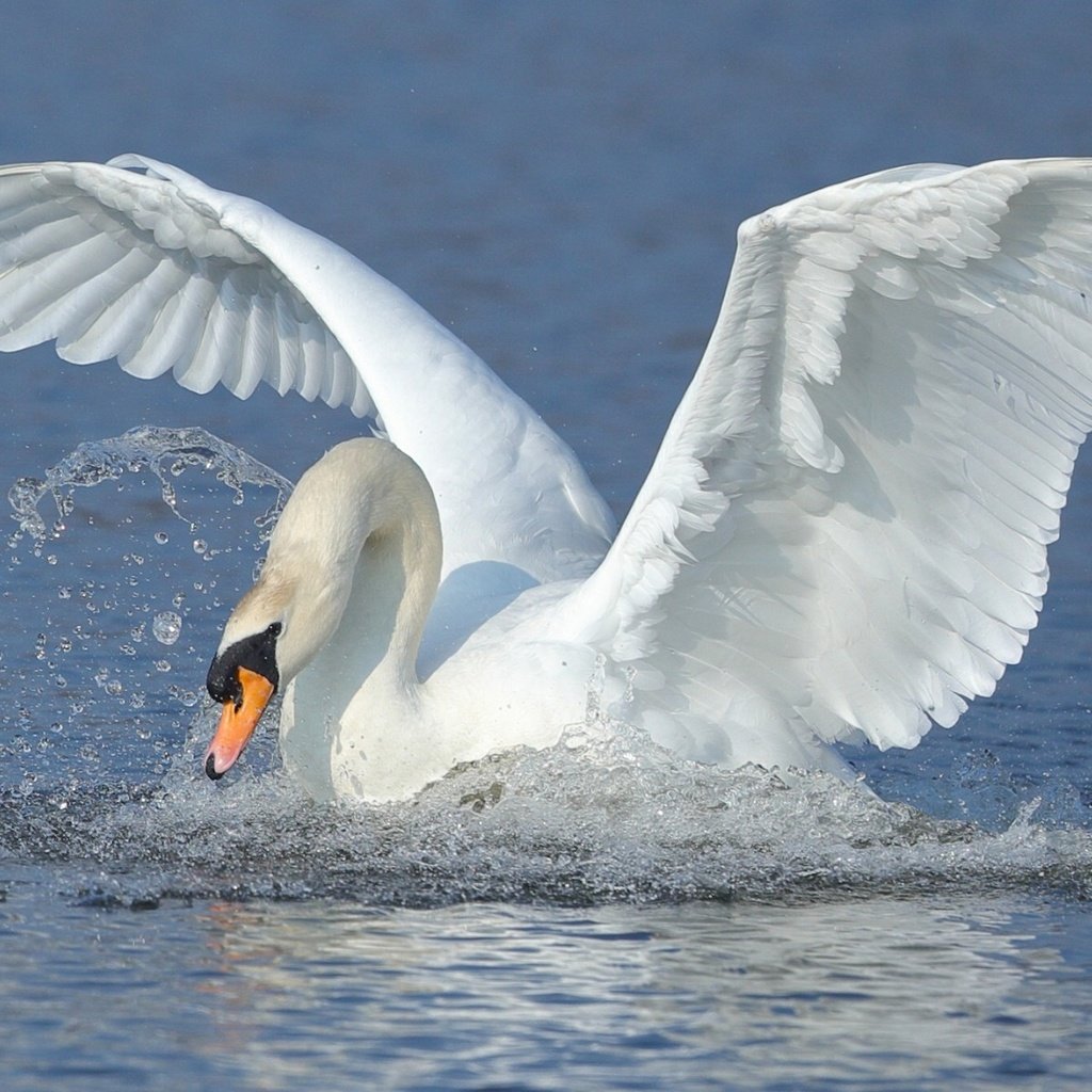 Обои вода, крылья, брызги, птица, взмах, лебедь, water, wings, squirt, bird, stroke, swan разрешение 1920x1200 Загрузить