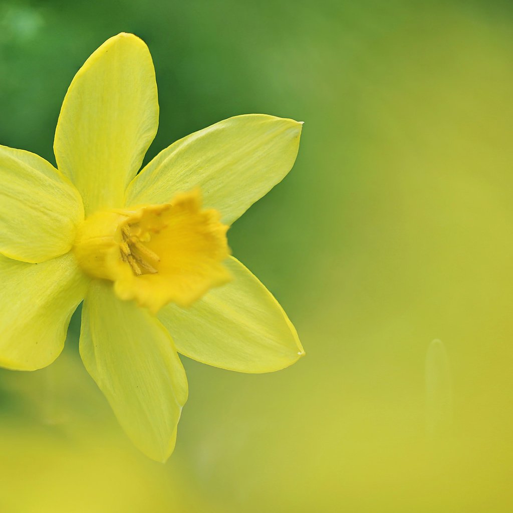 Обои цветок, весна, нарцисс, нарцис, flower, spring, narcissus разрешение 1920x1200 Загрузить