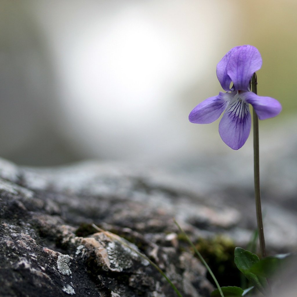 Обои природа, фон, цветок, боке, фиалка, nature, background, flower, bokeh, violet разрешение 2880x1800 Загрузить