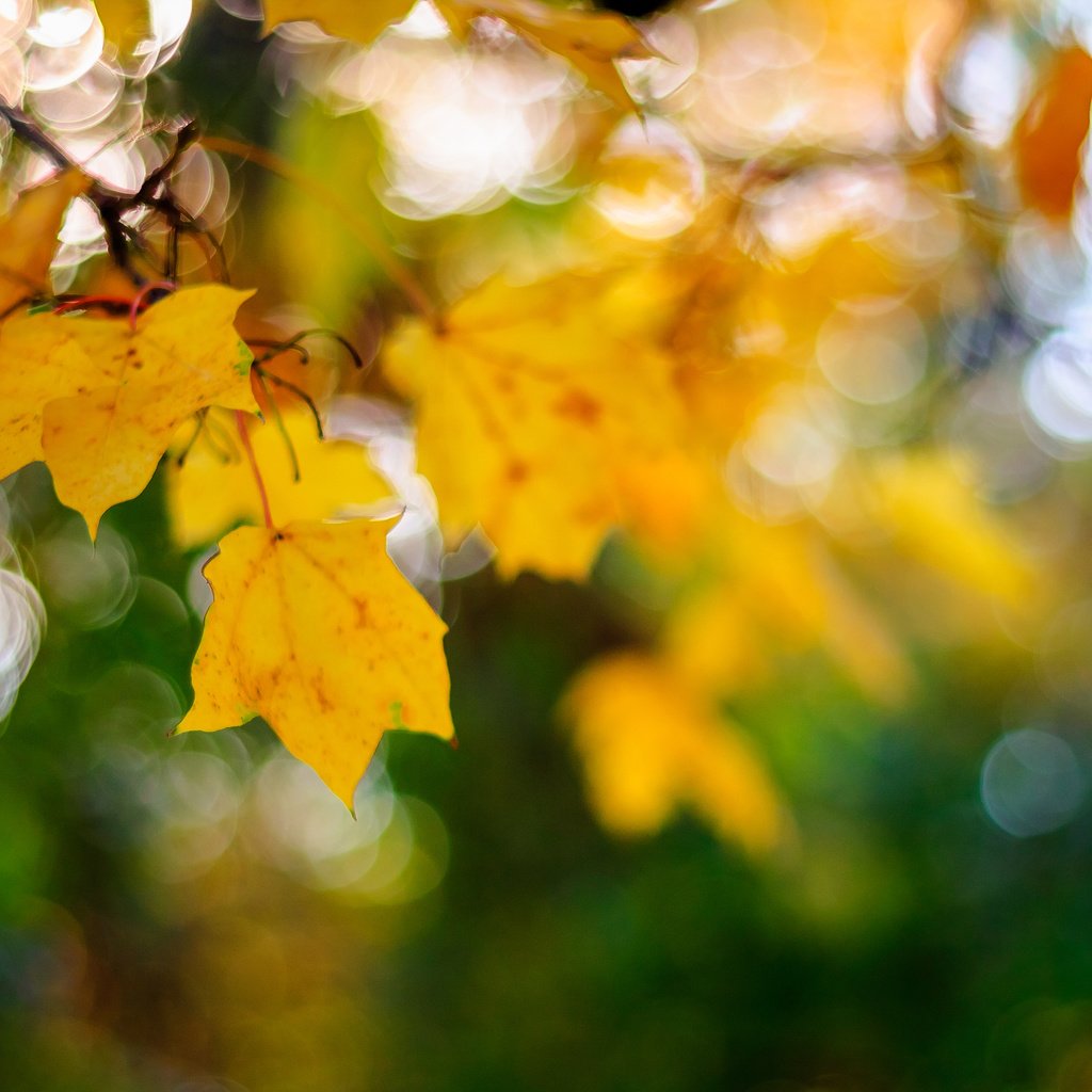 Обои листья, макро, осень, кленовый лист, боке, leaves, macro, autumn, maple leaf, bokeh разрешение 3840x2400 Загрузить