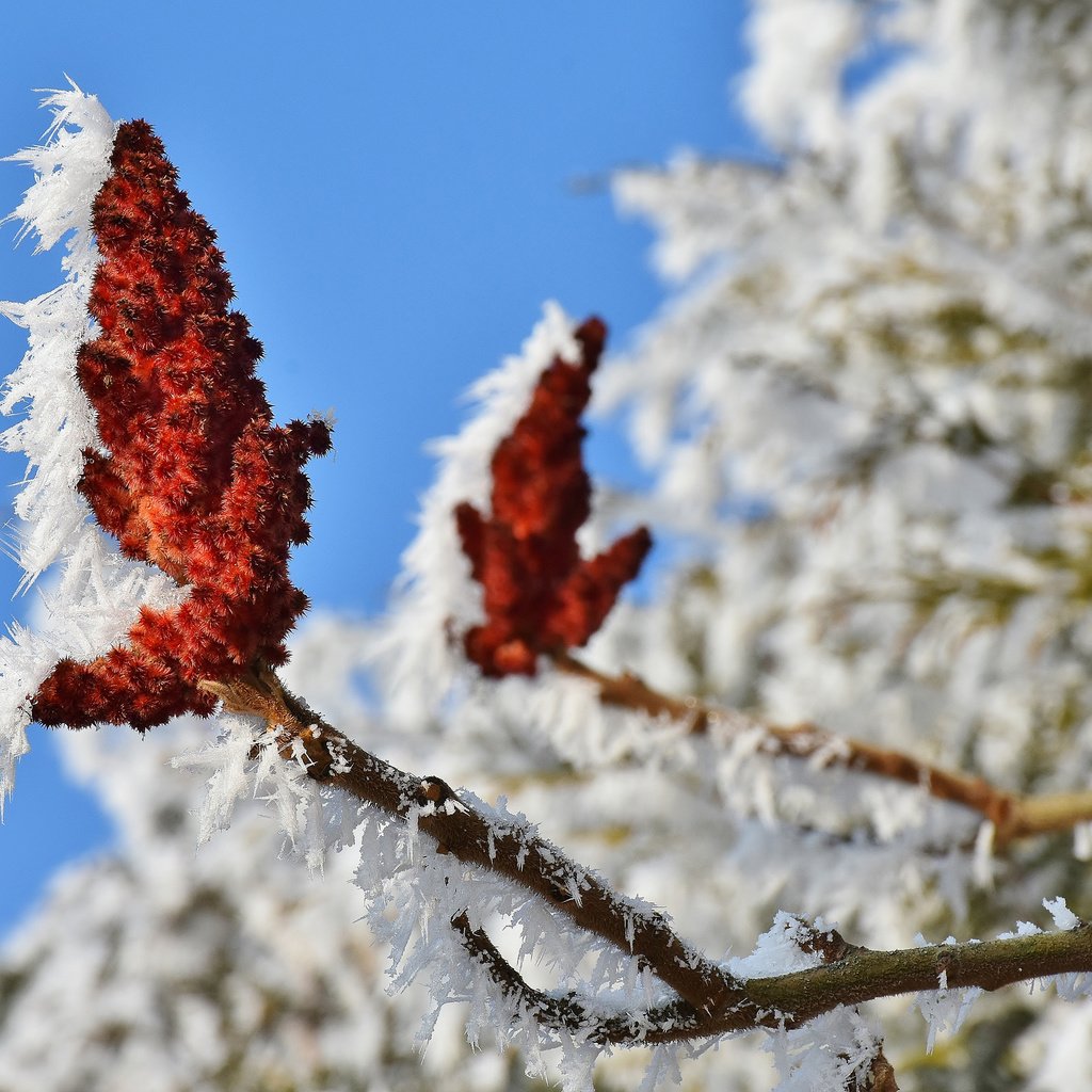 Обои природа, цветение, ветки, иней, кристаллы, nature, flowering, branches, frost, crystals разрешение 3840x2400 Загрузить