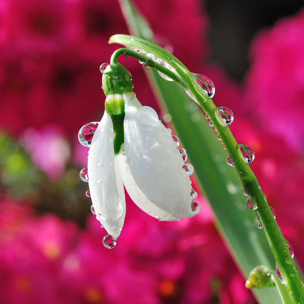 Обои цветок, капли, размытость, весна, подснежник, капельки росы, flower, drops, blur, spring, snowdrop, drops of dew разрешение 1920x1200 Загрузить