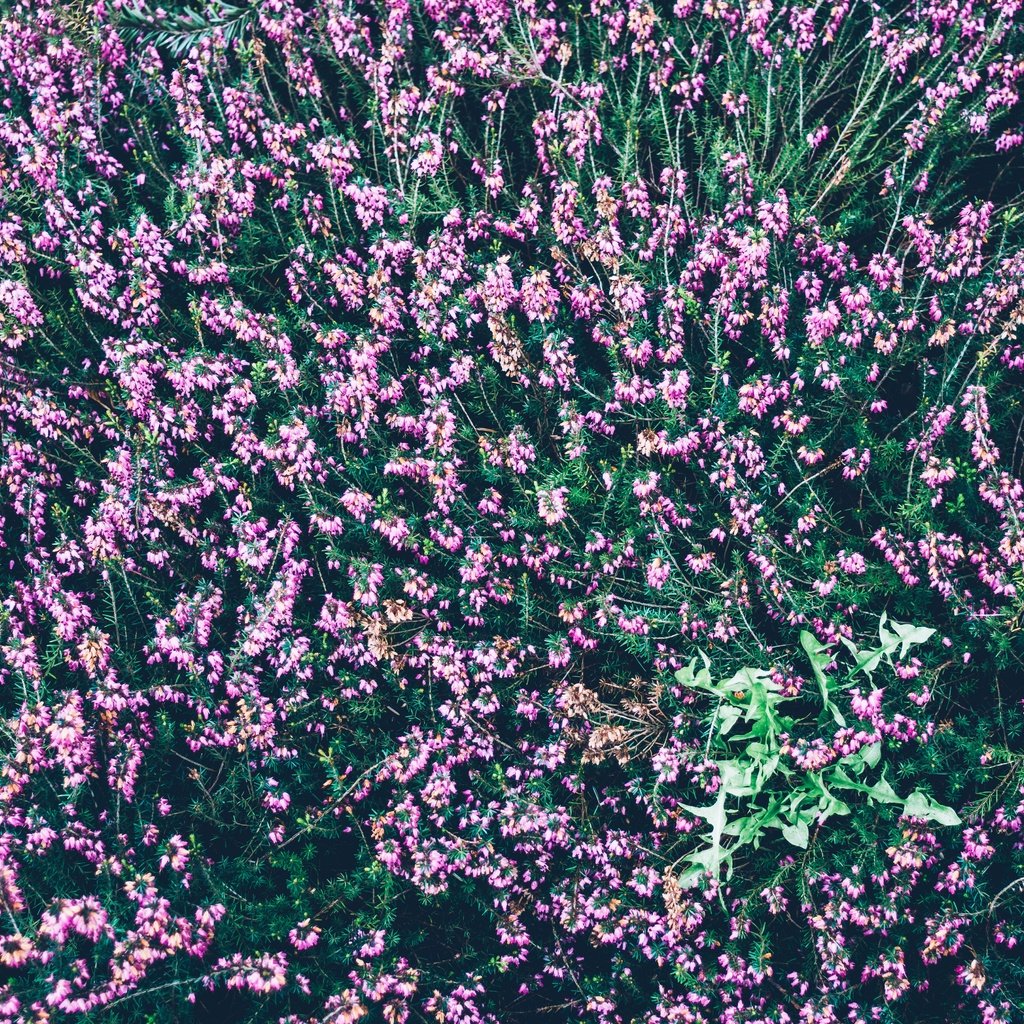 Обои цветы, вид сверху, много, вереск, flowers, the view from the top, a lot, heather разрешение 5963x3975 Загрузить