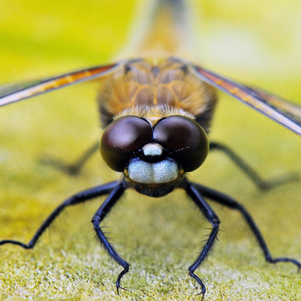 Обои глаза, насекомое, крылья, стрекоза, лапки, крупным планом, eyes, insect, wings, dragonfly, legs, closeup разрешение 1920x1275 Загрузить