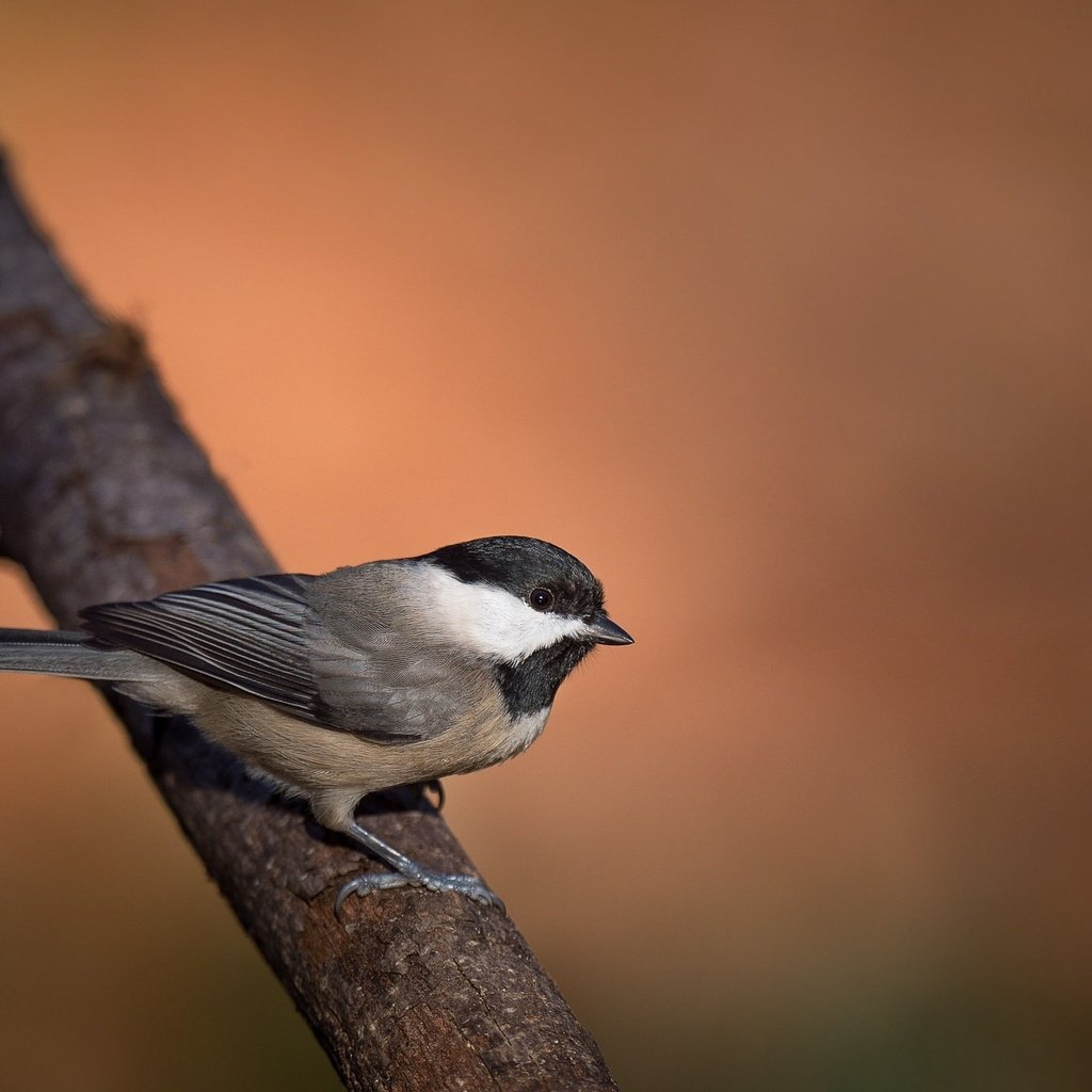 Обои ветка, птица, клюв, перья, синица, branch, bird, beak, feathers, tit разрешение 2048x1363 Загрузить