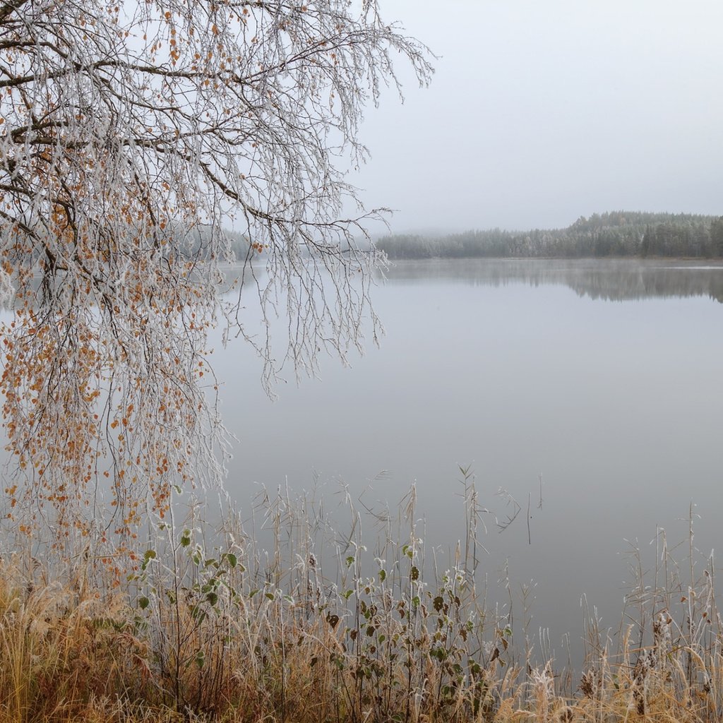 Обои трава, озеро, дерево, отражение, ветки, осень, береза, grass, lake, tree, reflection, branches, autumn, birch разрешение 1920x1200 Загрузить