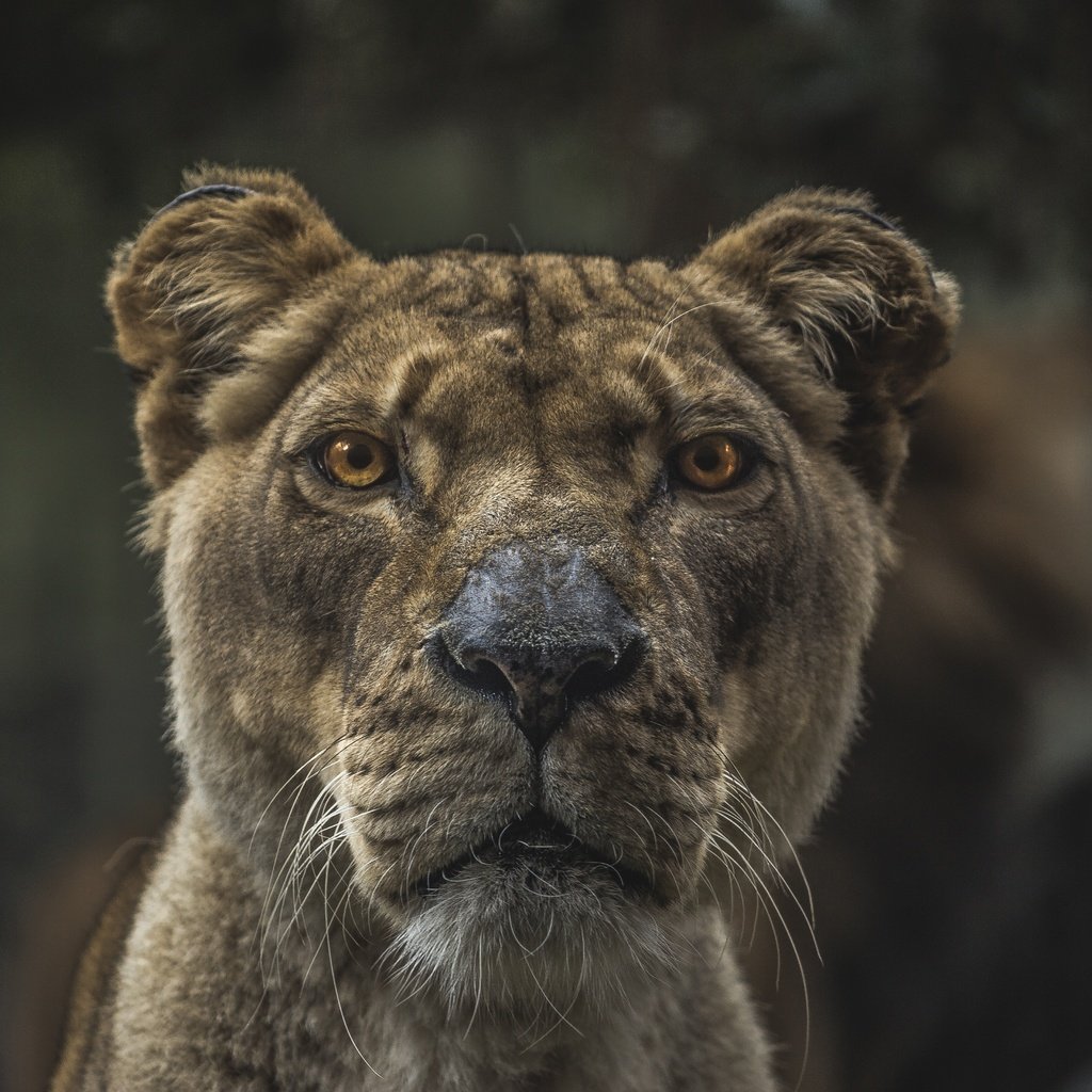 Обои морда, взгляд, хищник, животное, лев, львица, размытие, face, look, predator, animal, leo, lioness, blur разрешение 5472x3648 Загрузить