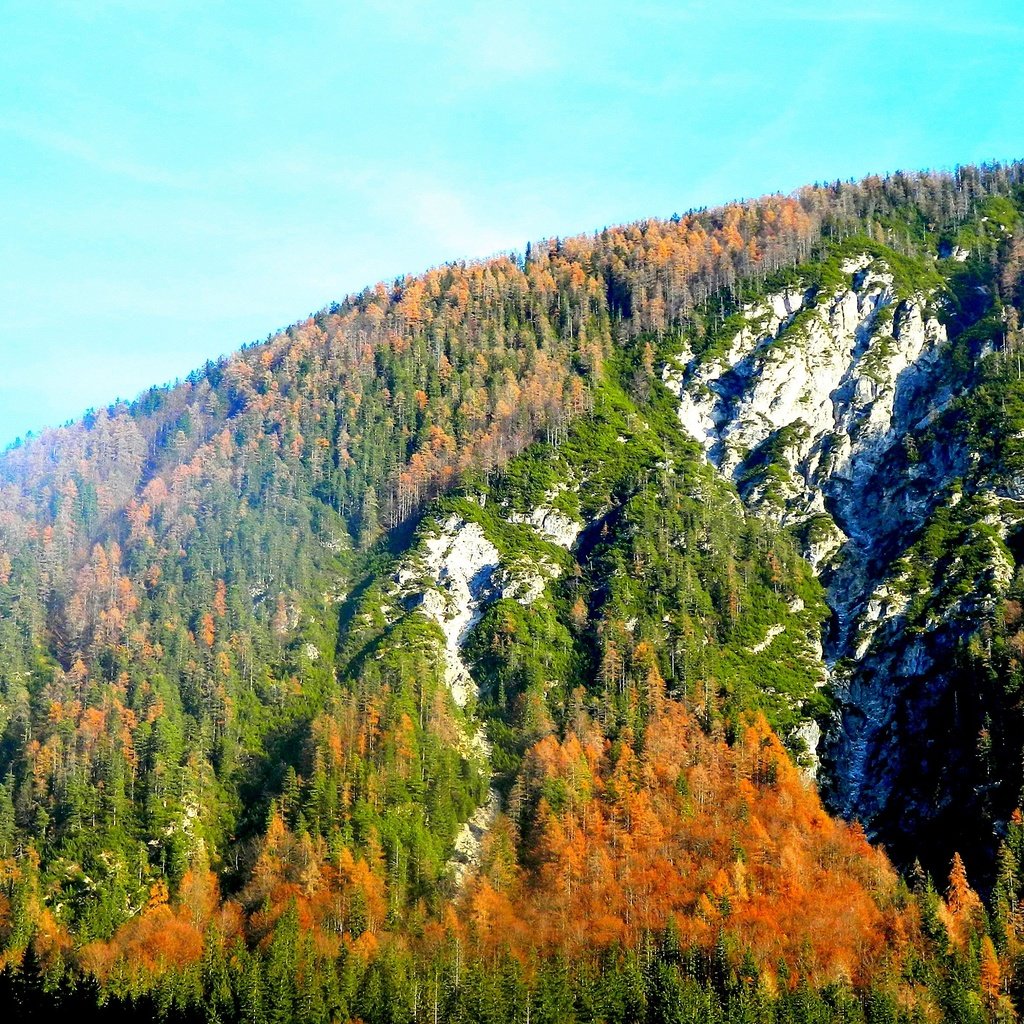 Обои деревья, горы, лес, осень, trees, mountains, forest, autumn разрешение 4224x2376 Загрузить