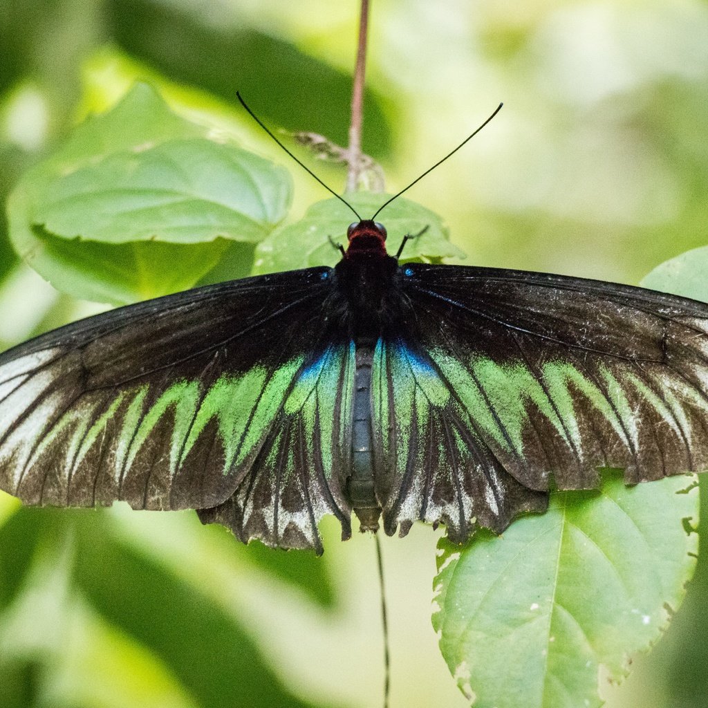 Обои листья, насекомое, бабочка, крылья, зеленый лист, чешуекрылые, leaves, insect, butterfly, wings, green leaf, lepidoptera разрешение 6000x4000 Загрузить