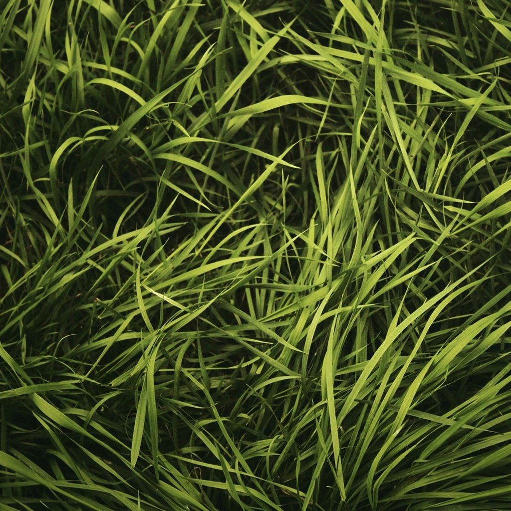 Обои трава, природа, зелёный, лужайка, газон, grass, nature, green, lawn разрешение 1920x1080 Загрузить