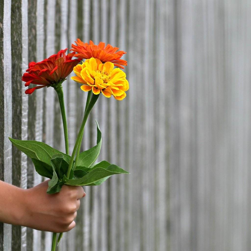 Обои цветы, рука, забор, букет, цинния, цин, flowers, hand, the fence, bouquet, zinnia разрешение 3219x2374 Загрузить