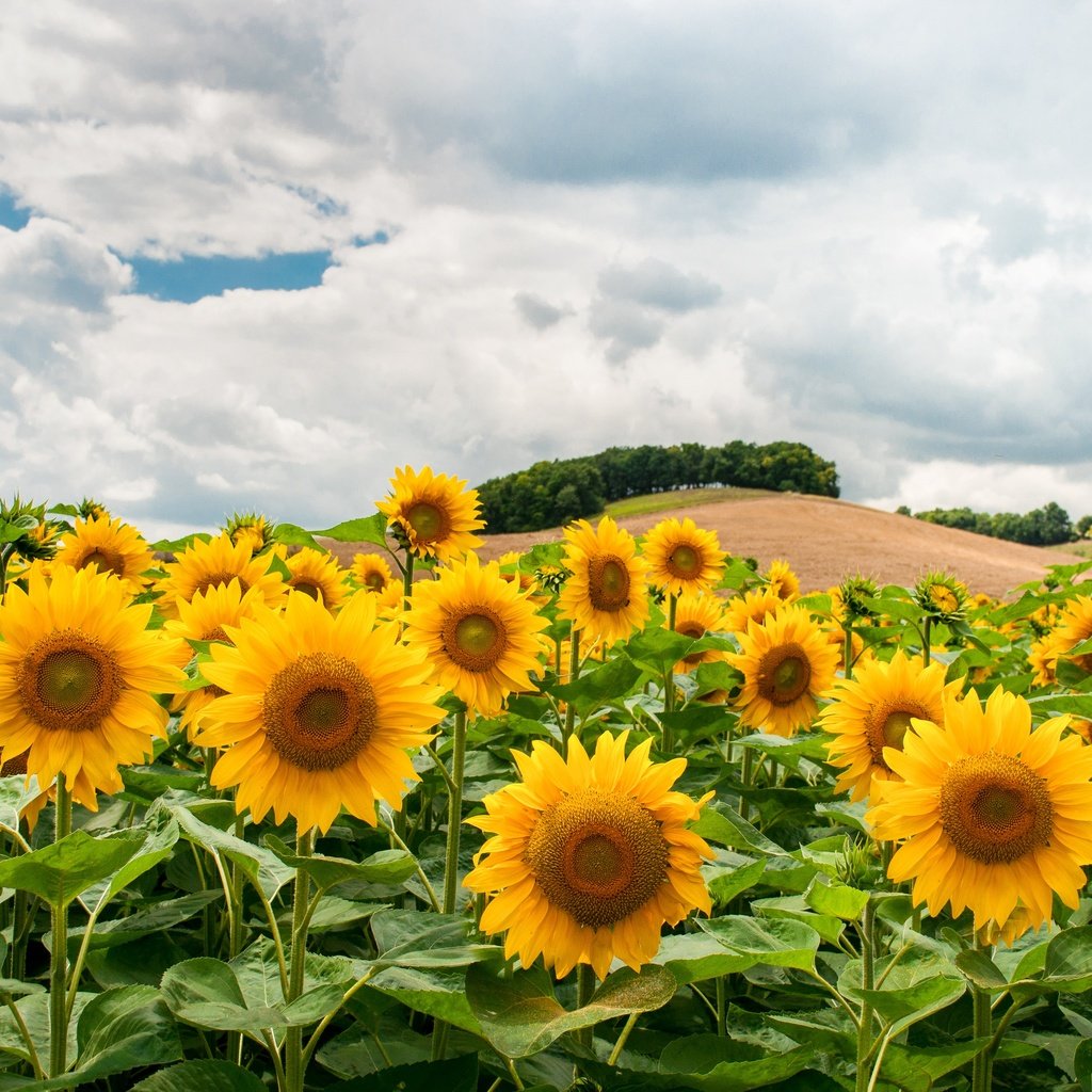 Обои облака, поле, подсолнух, подсолнухи, холм, clouds, field, sunflower, sunflowers, hill разрешение 4288x2848 Загрузить