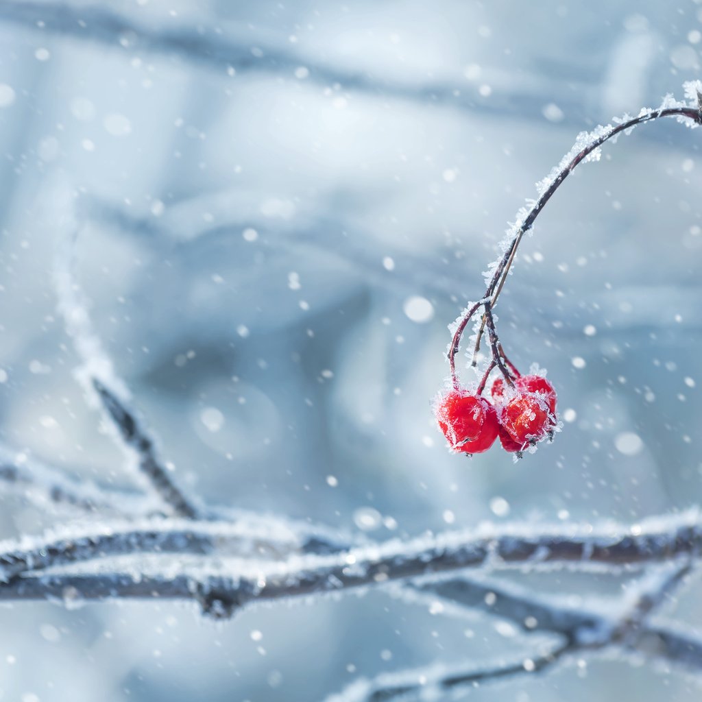 Обои снег, природа, зима, ветки, иней, ягоды, snow, nature, winter, branches, frost, berries разрешение 3840x2400 Загрузить