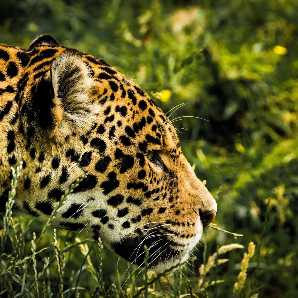 Обои трава, леопард, хищник, профиль, ягуар, голова, grass, leopard, predator, profile, jaguar, head разрешение 5325x3550 Загрузить