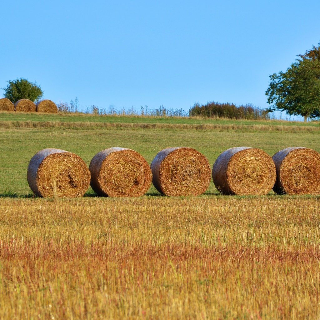 Обои поле, сено, тюки, рулоны, сельское хозяйство, field, hay, bales, rolls разрешение 4998x2761 Загрузить