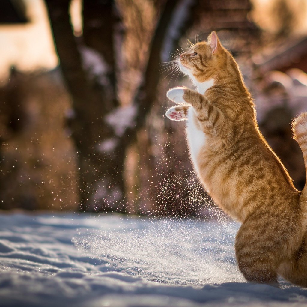 Обои снег, зима, кот, кошка, животное, рыжий, хвост, snow, winter, cat, animal, red, tail разрешение 2048x1236 Загрузить