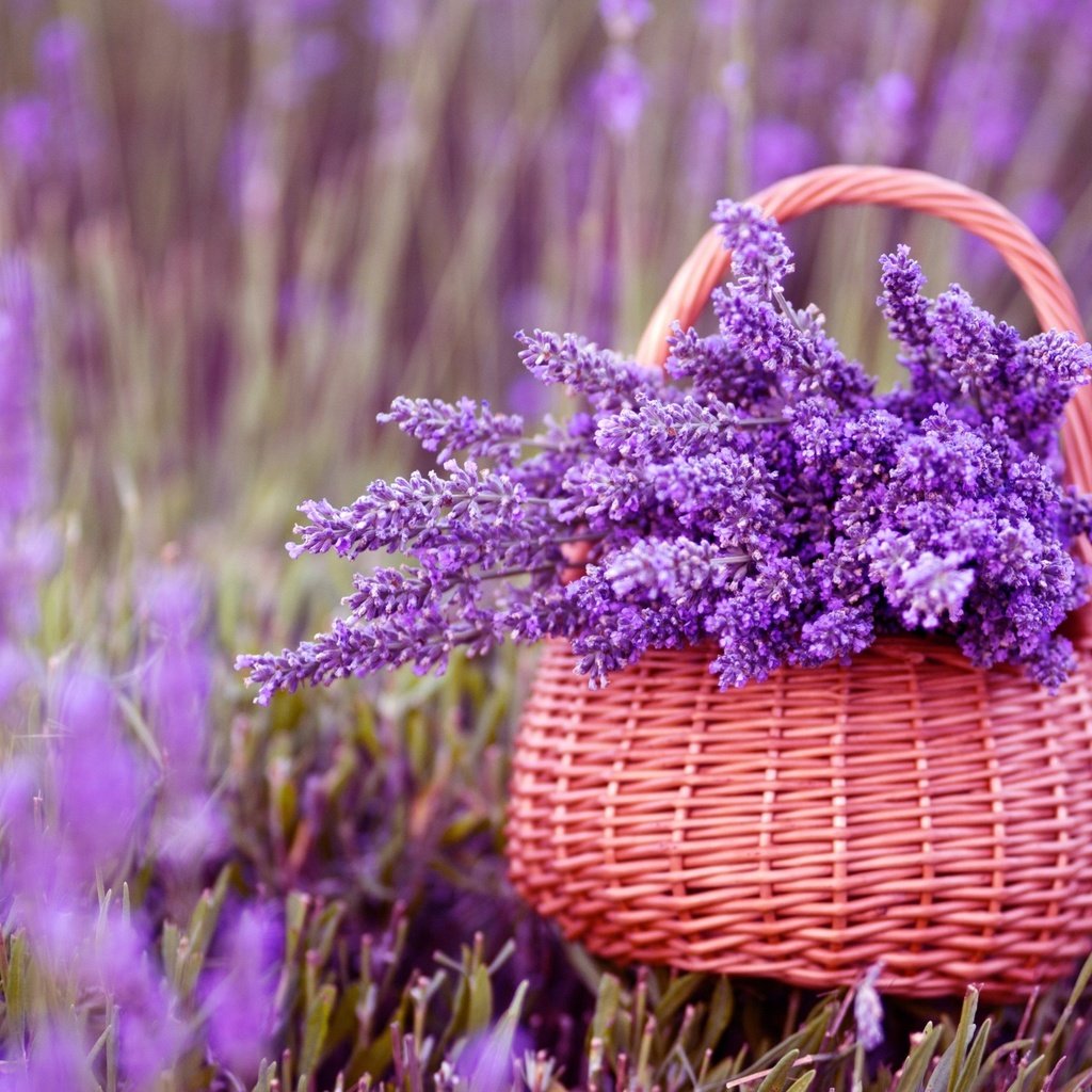 Обои цветы, лаванда, корзина, фиолетовые, букет лаванды, flowers, lavender, basket, purple, bouquet of lavender разрешение 2880x1800 Загрузить