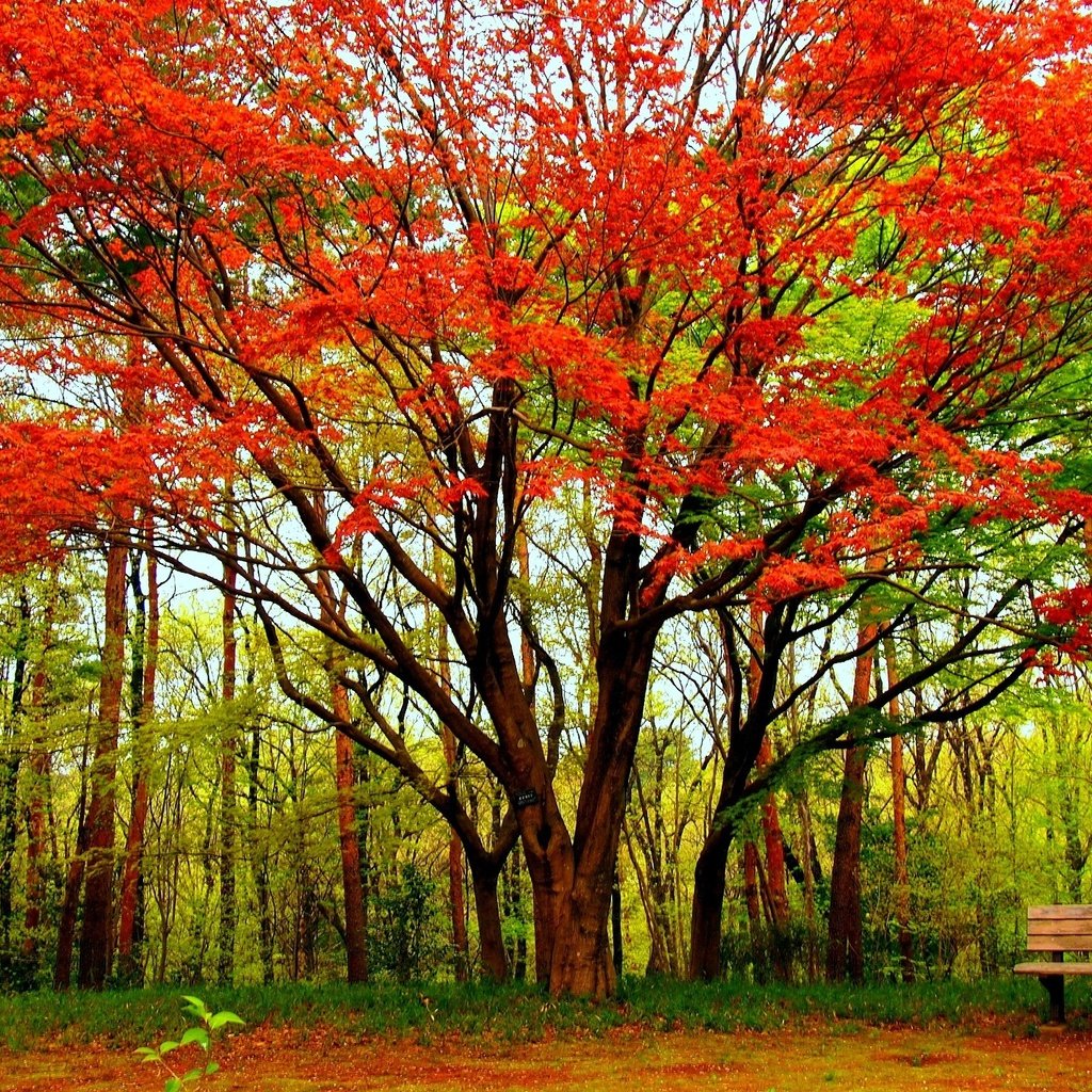 Обои деревья, дерево, парк, осень, скамейка, клен, trees, tree, park, autumn, bench, maple разрешение 1920x1440 Загрузить