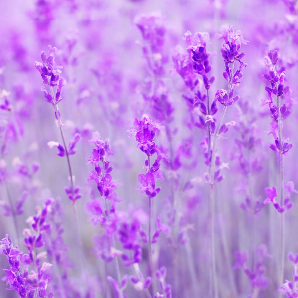 Обои цветы, поле, лаванда, размытость, flowers, field, lavender, blur разрешение 1920x1200 Загрузить