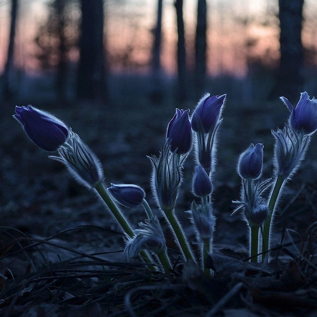 Обои лесные цветы, forest flowers разрешение 1920x1260 Загрузить