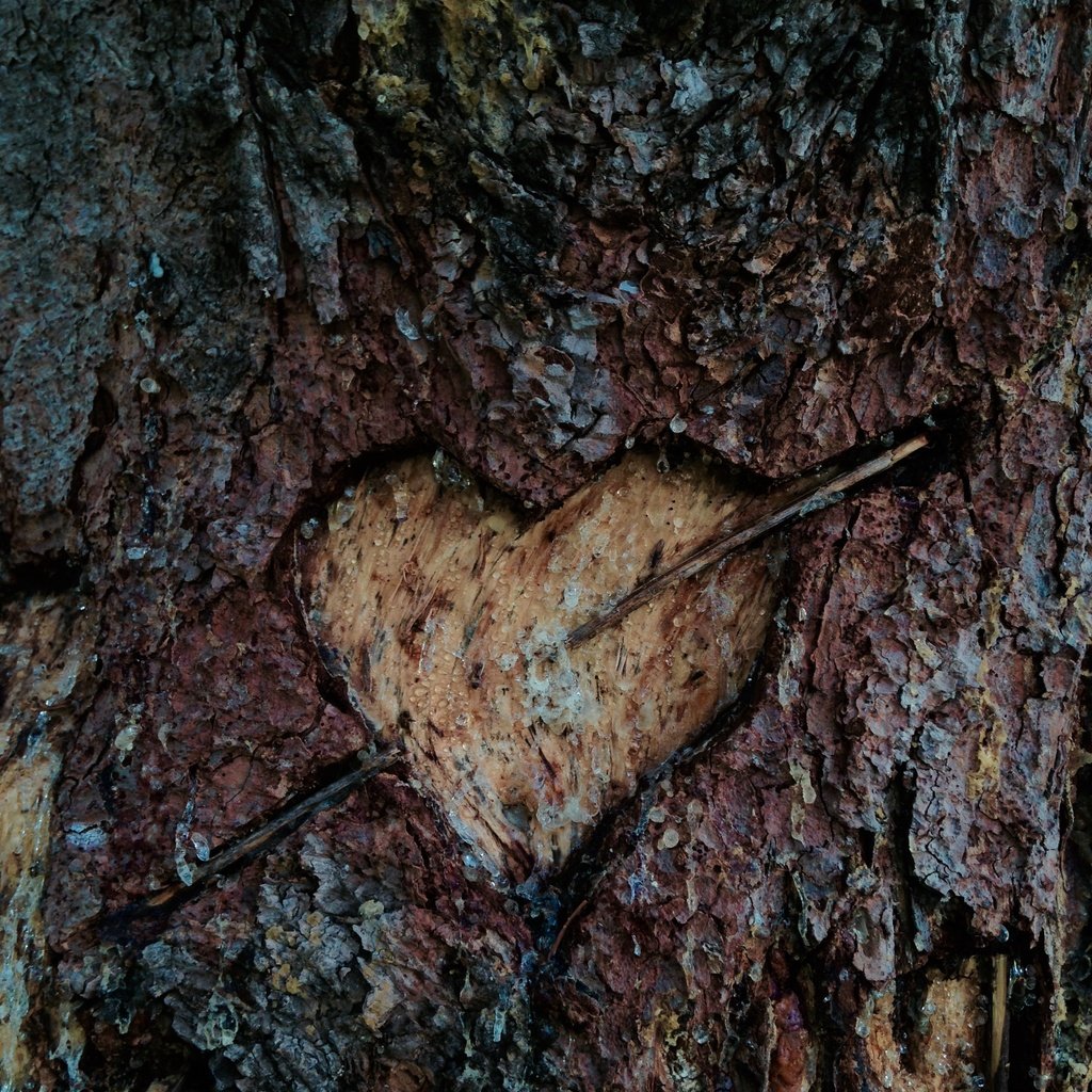 Обои сердце, любовь, знак, кора, кора дерева, вечная любовь, heart, love, sign, bark, tree bark разрешение 2448x3264 Загрузить