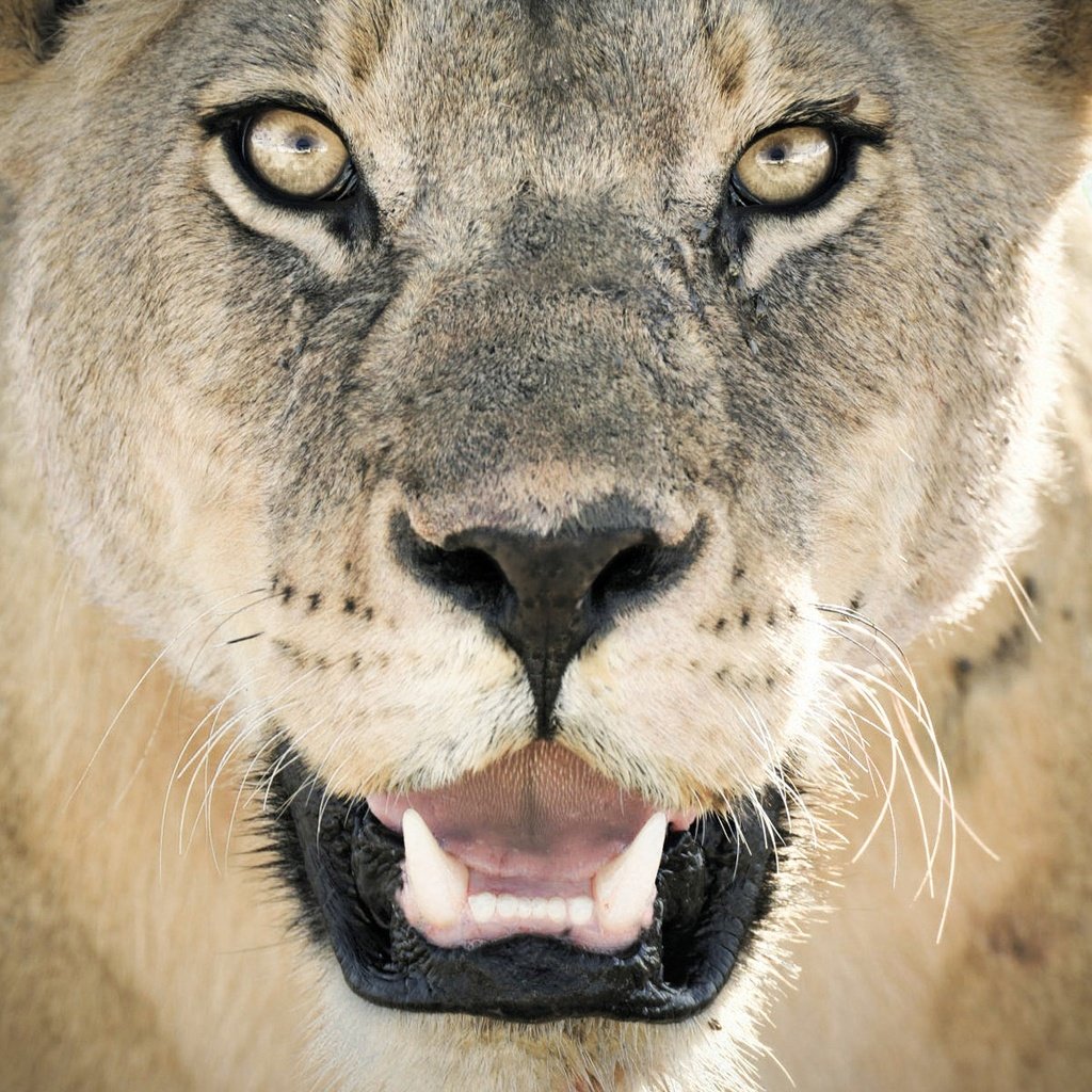 Обои морда, хищник, лев, львица, дикая кошка, крупным планом, face, predator, leo, lioness, wild cat, closeup разрешение 1920x1200 Загрузить