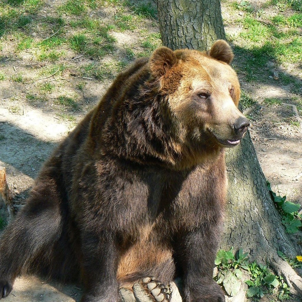 Обои морда, дерево, лапы, медведь, бурый медведь, сидя, face, tree, paws, bear, brown bear, sitting разрешение 1920x1200 Загрузить